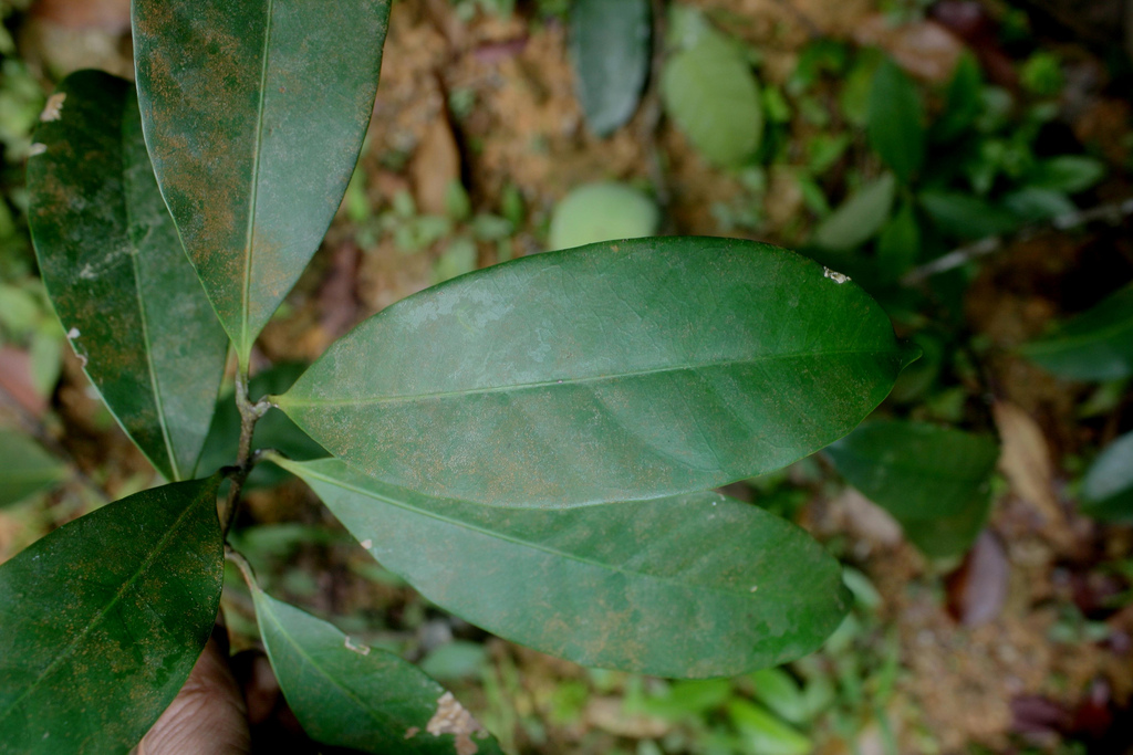 معرفی و راهنمای پرورش درختان میوه - پیتابو